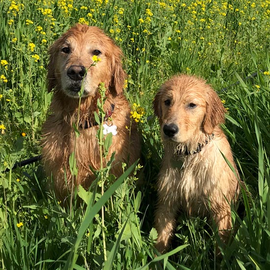 Photo of the Desire Lines wine dogs: golden retrievers Kinley and Maya.