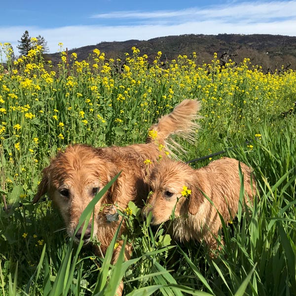 Photo of the Desire Lines wine dogs: golden retrievers Kinley and Maya.