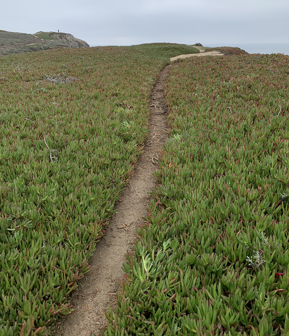Photo of a desire line hiking path through ice plant on the California Coast.