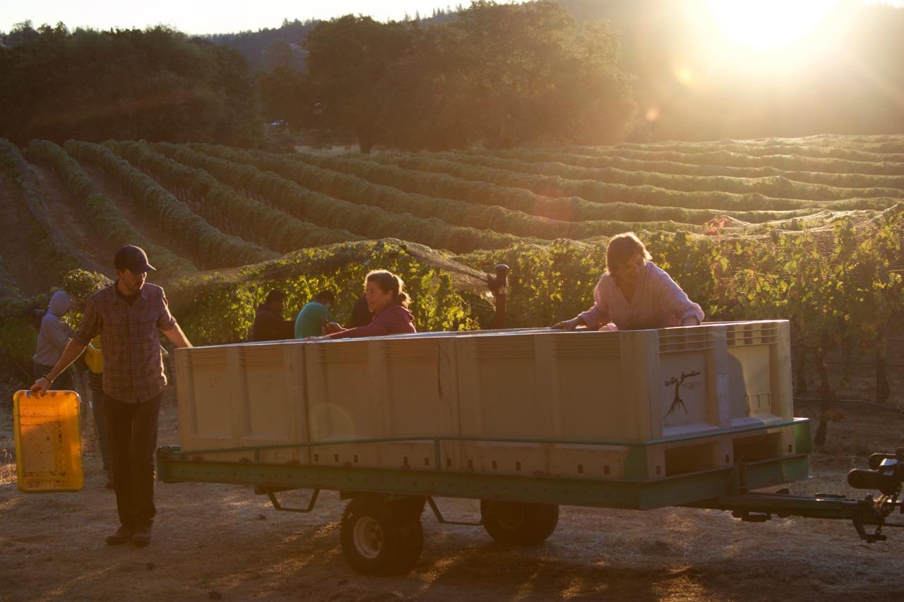 Desire Lines winemaker Cody Rasmussen and grower Ann Kramer loading Syrah grapes onto the tractor during harvest at Shake Ridge vineyard, Amador County, California.